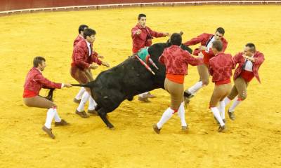 bullfighting,brigitte bardot,
